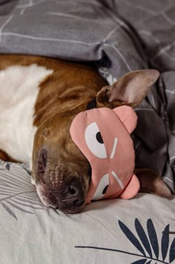 American Staffordshire teriyeri battaniyenin altında yatakta. Yalancı bir pitbull 'un fotoğrafı. Köpek bir yastığın üzerinde dinleniyor. Uyku maskeli bir köpek. Dinlen, sağlıklı uyu. Safkan bir köpeğin portresi.