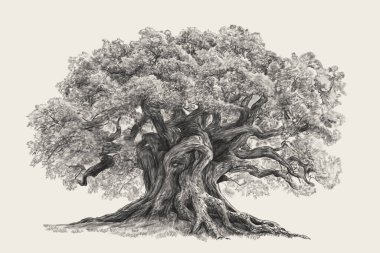 Vintage Tree Çizim Meşesi Baskısı (124; Tarafsız Duvar Sanatı Büyük baskısı (124); Kırsal Peyzaj Kırsal Çizimi (Rusça)