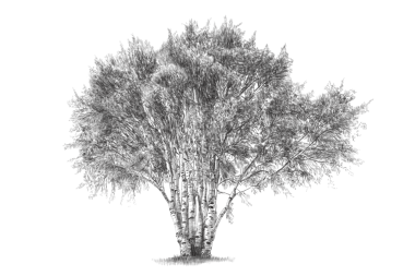 Huş Ağacı Dijital İndirme - Sanat Tarafsız Ağaç Ağaçları Yazdırma - Ağaç Ağaçları Yazdırma Sanatı