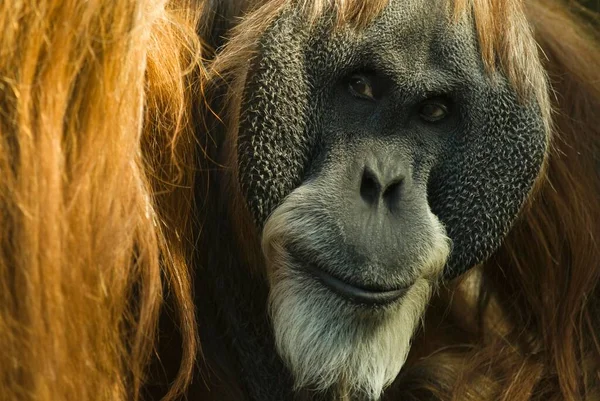 Borneański Orangutan Pongo Pigmaeus Niewoli — Zdjęcie stockowe