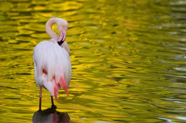 Flamingo Phoenicopteridae Preparando Suas Penas Cativeiro — Fotografia de Stock