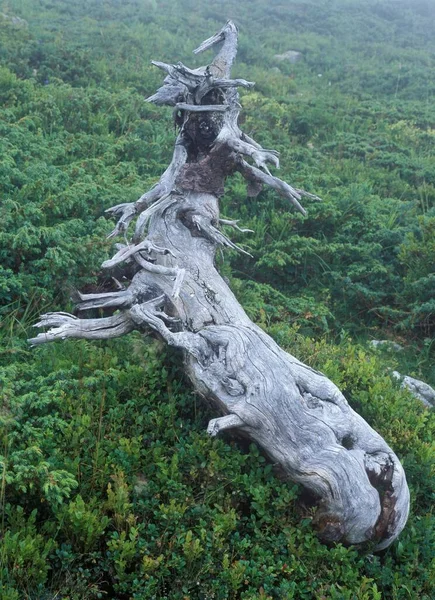 Dead Pine Fog Niederhorn Bernese Oberland Switzerland Europe — Stock Photo, Image