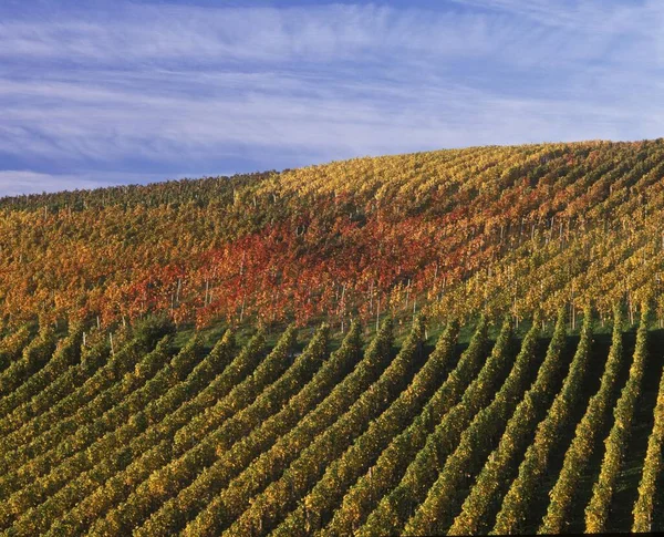 Vignobles Automne Buehlertal Valley Forêt Noire Bade Wurtemberg Allemagne Europe — Photo