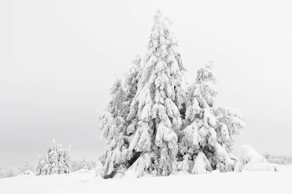Świerk Norweski Picea Śniegu Zimie Kahler Asten Winterberg Góry Rothaargebirge — Zdjęcie stockowe