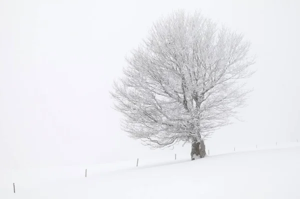 Faggio Fagus Sylvatica Pascolo Nebbia Neve Inverno Schauinsland Foresta Nera — Foto Stock