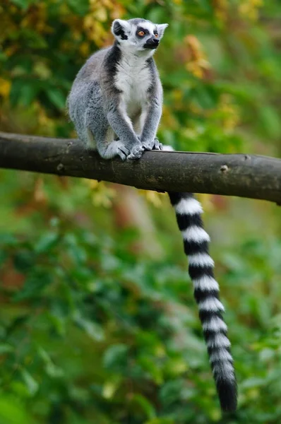 Lemur Ekor Cincin Lemur Catta Dalam Sebuah Kandang — Stok Foto