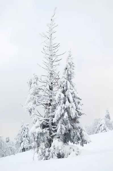 Abete Rosso Innevato Picea Inverno Kahler Asten Mountain Winterberg Sauerland — Foto Stock