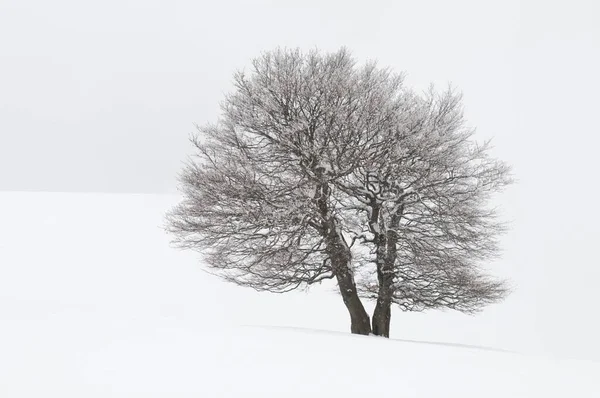 Faia Europeia Fagus Sylvatica Nevoeiro Inverno Schauinsland Floresta Negra Baden — Fotografia de Stock