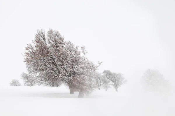 Haya Europea Fagus Sylvatica Niebla Invierno Schauinsland Selva Negra Baden —  Fotos de Stock