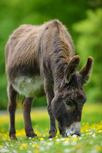 Burro Equus Asinus Asinus Prado Flores Granja Eifel Alemania Europa —  Fotos de Stock