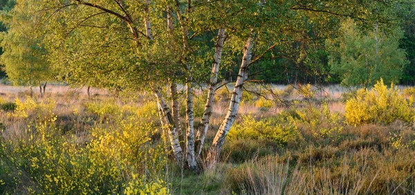 Квіти Бруму Березовому Лісі Вахнер Хейд Кельн Північний Рейн Вестфалія — стокове фото