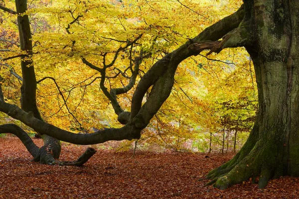 Kayın Ağacı Fagus Urwald Sababurg Doğa Koruma Alanı Hesse Almanya — Stok fotoğraf