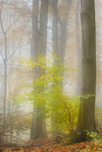 Autumnal Forest Siebengebirge Noordrijn Westfalen Duitsland Europa — Stockfoto