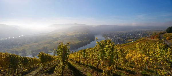 Moselschleife Vineyards Krv Morning Light Rhineland Palatinate Germany Europe — 图库照片