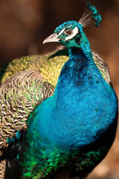 Peacock Pavo Cristatus Captive — Stock Photo, Image