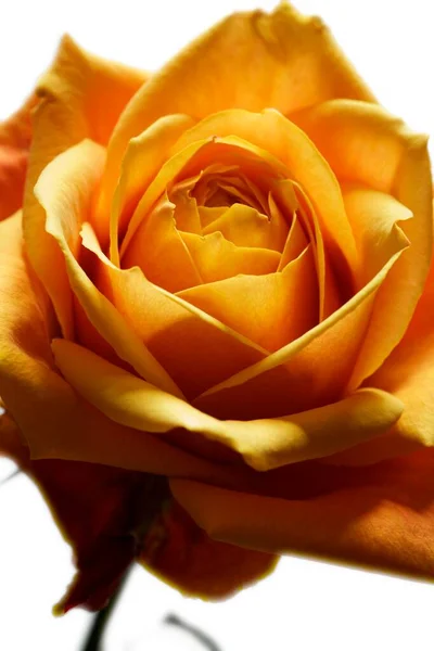 Detail Blednoucí Žluté Růže — Stock fotografie