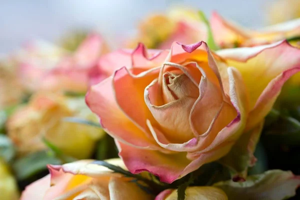 Detalhe Uma Rosa Que Desvanece — Fotografia de Stock