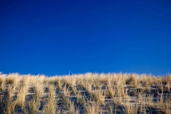 Detail Duny Před Modrou Zimní Oblohou — Stock fotografie
