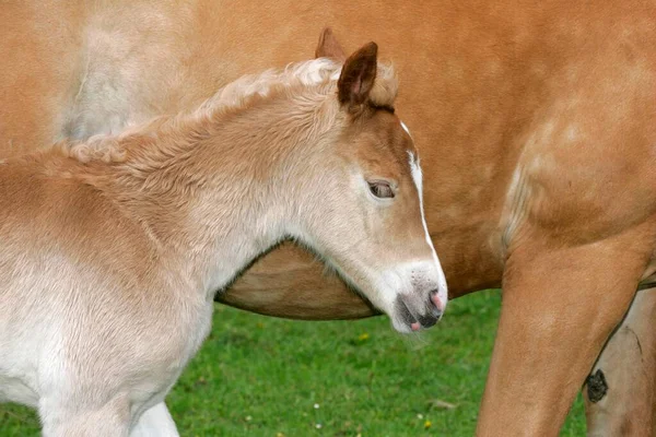 Haflinger Cavallo Puledro Vista Vicino — Foto Stock