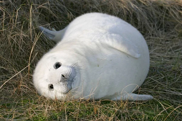 Cinza Seal Halichoerus Grypus Filhote Cachorro Heligoland Schleswig Holstein Alemanha — Fotografia de Stock