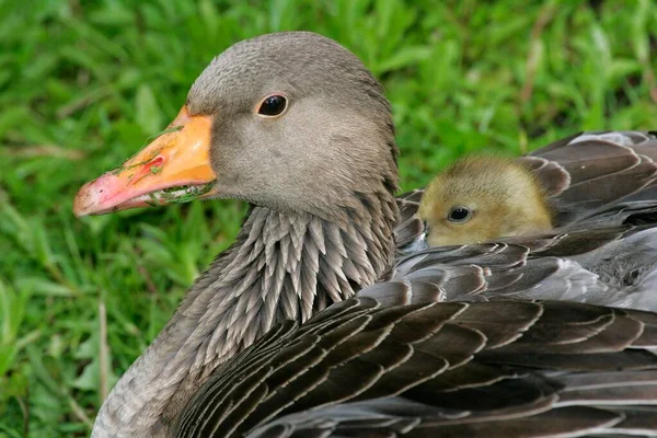 Greylag Goose Anser Anser Goslings Germany Europe — Stock Photo, Image