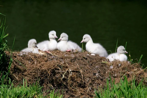 巣の中の白鳥 シグナス ドイツ ヨーロッパ — ストック写真
