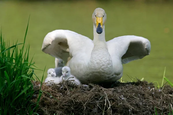 Whooper Swan Cygnus Cygnus Chicks Nest Germany Europe — Stock Photo, Image