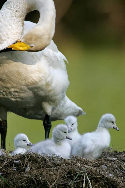 Whooper Swan Cygnus Cygnus Chicks Nest Germany Europe — Stock Photo, Image