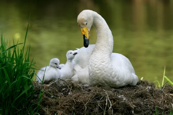Yuvasında Yavrular Olan Whooper Swan Cygnus Cygnus Almanya Avrupa — Stok fotoğraf