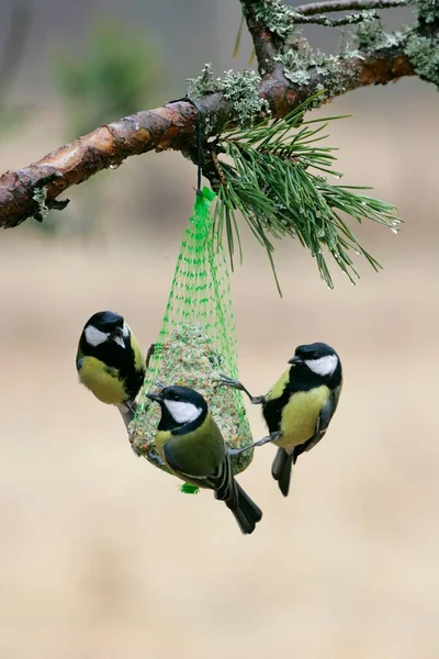 Great Tits Parus Major Winter Feeder Germany Europe — Stock Photo, Image