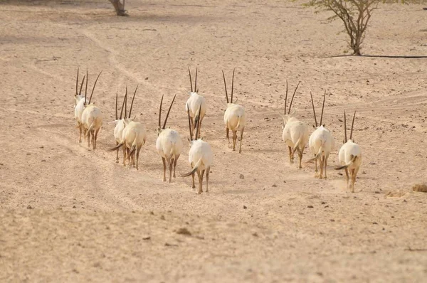 Arabský Oryx Arabský Oryx Ostrov Sir Bani Yas Abú Dhabí — Stock fotografie