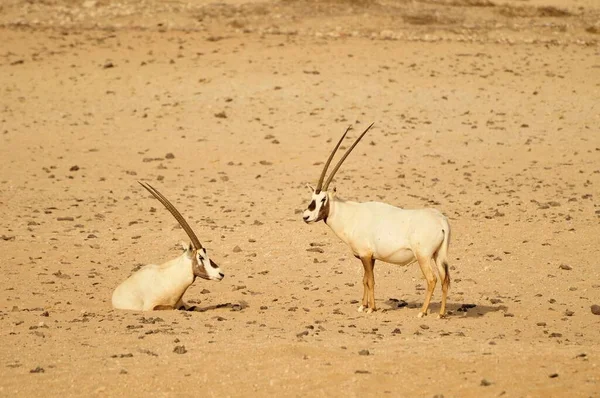 Arab Oryx Arabian Oryx Sir Bani Yas Island Abu Dhabi — 图库照片