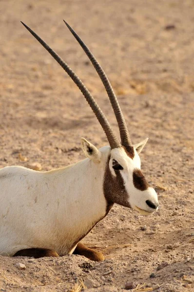 Арабийский Орикс Arabian Oryx Остров Сэр Бани Абу Даби Объединенные — стоковое фото