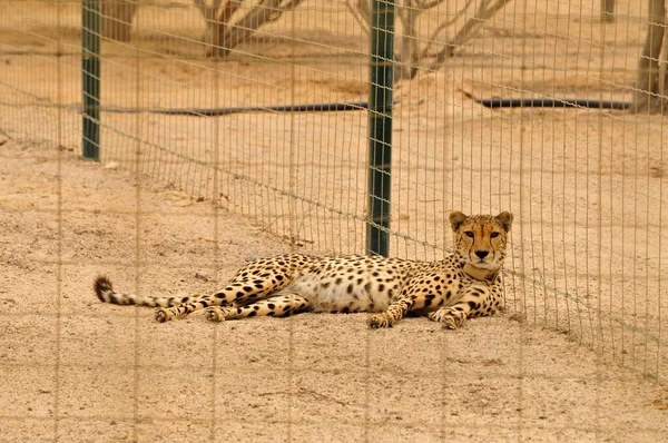 Cheetah Acinonyx Jubatus Soemmerringii Vivarium Sir Bani Yas Island Abu — Foto de Stock