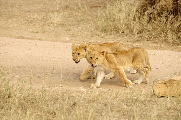 セレンゲティ国立公園の2頭のライオン パンテラ アフリカ タンザニア — ストック写真