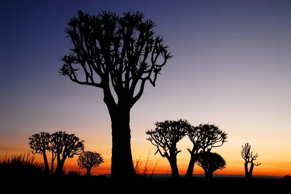 Drzewa Drgawkowe Dychotoma Aloesu Zachodzie Słońca Las Drzew Drgawkowych Pobliżu — Zdjęcie stockowe