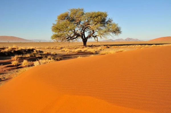 Acácia Aos Pés Uma Duna Perto Sossusvlei Deserto Namib Namib — Fotografia de Stock