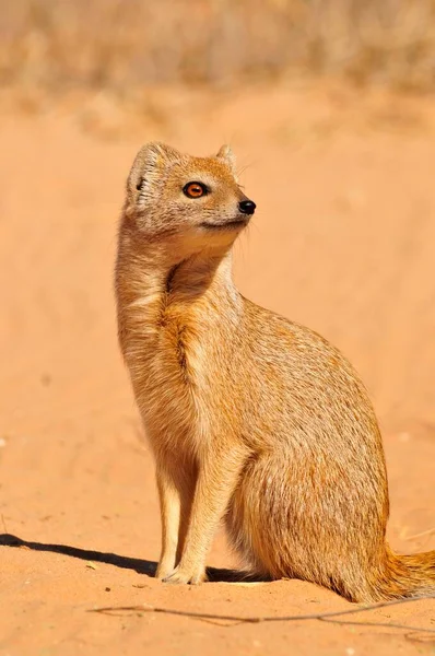 Yellow Mongoose Cynictis Penicillata Kgalagadi Transfrontier Park Kalahari South Africa — Stock Photo, Image