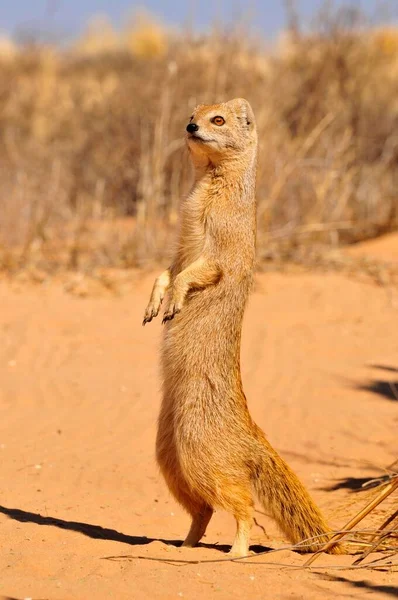 Yellow Mongoose Cynictis Penicillata Kgalagadi Transborder Park Kalahari África Sul — Fotografia de Stock