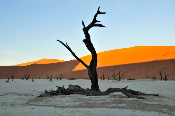 Arbre Mort Deadvlei Dans Lumière Matin Namib Desert Namib Naukluft — Photo