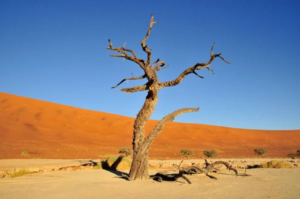 Arbre Mort Deadvlei Dans Lumière Matin Namib Desert Namib Naukluft — Photo