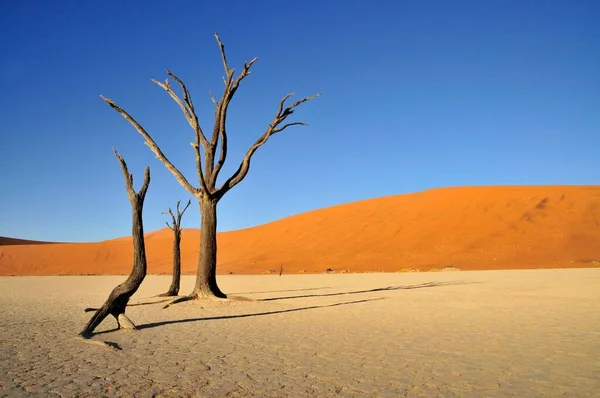 Dead Trees Dead Vlei Deadvlei Clay Pan Morning Light Namib — Stock Photo, Image