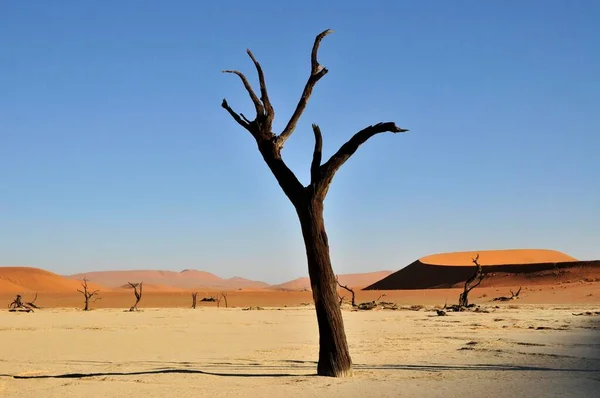 Dead Tree Dead Vlei Deadvlei Clay Pan Morning Light Namib — Stock Photo, Image