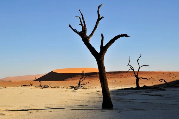 Dead Trees Dead Vlei Deadvlei Clay Pan Morning Light Namib — Stock Photo, Image