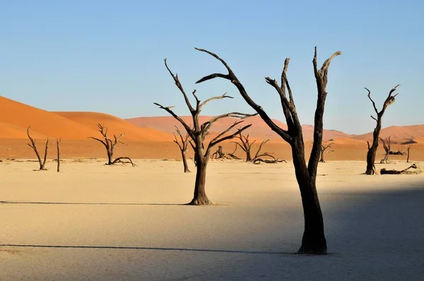 Dode Bomen Dode Vlei Deadvlei Kleipan Het Ochtendlicht Namibische Woestijn — Stockfoto