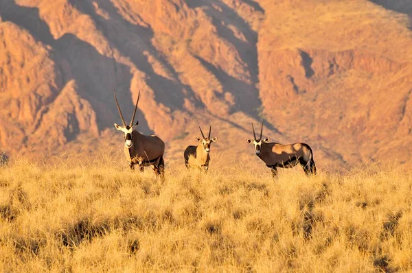 Gemsbok Gemsbuck Oryx Gazella Grama Alta Reserva Natural Namibrand Deserto — Fotografia de Stock