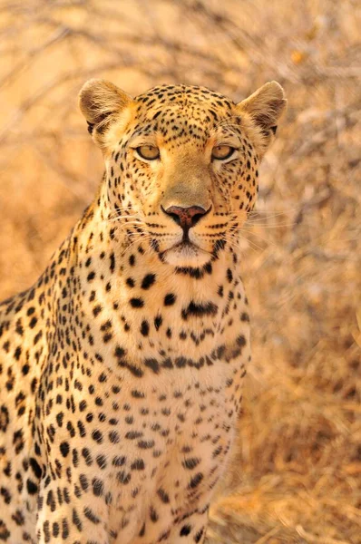 Leopardo Panthera Pardus Parque Nacional Etosha Namibia África — Foto de Stock