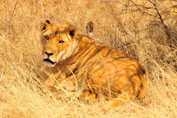 Leonessa Panthera Leo Nell Erba Alta Del Parco Nazionale Etosha — Foto Stock