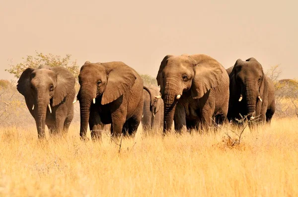 Elefantes Africanos Bush Loxodonta Africana Grama Alta Parque Nacional Etosha — Fotografia de Stock
