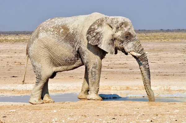 African Bush Elephant Loxodonta Africana Bull Drinking Nebrowni Waterhole Etosha — Stock Photo, Image